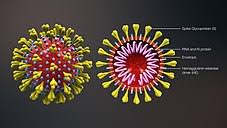 Understanding the Coronavirus and How to Protect Yourself